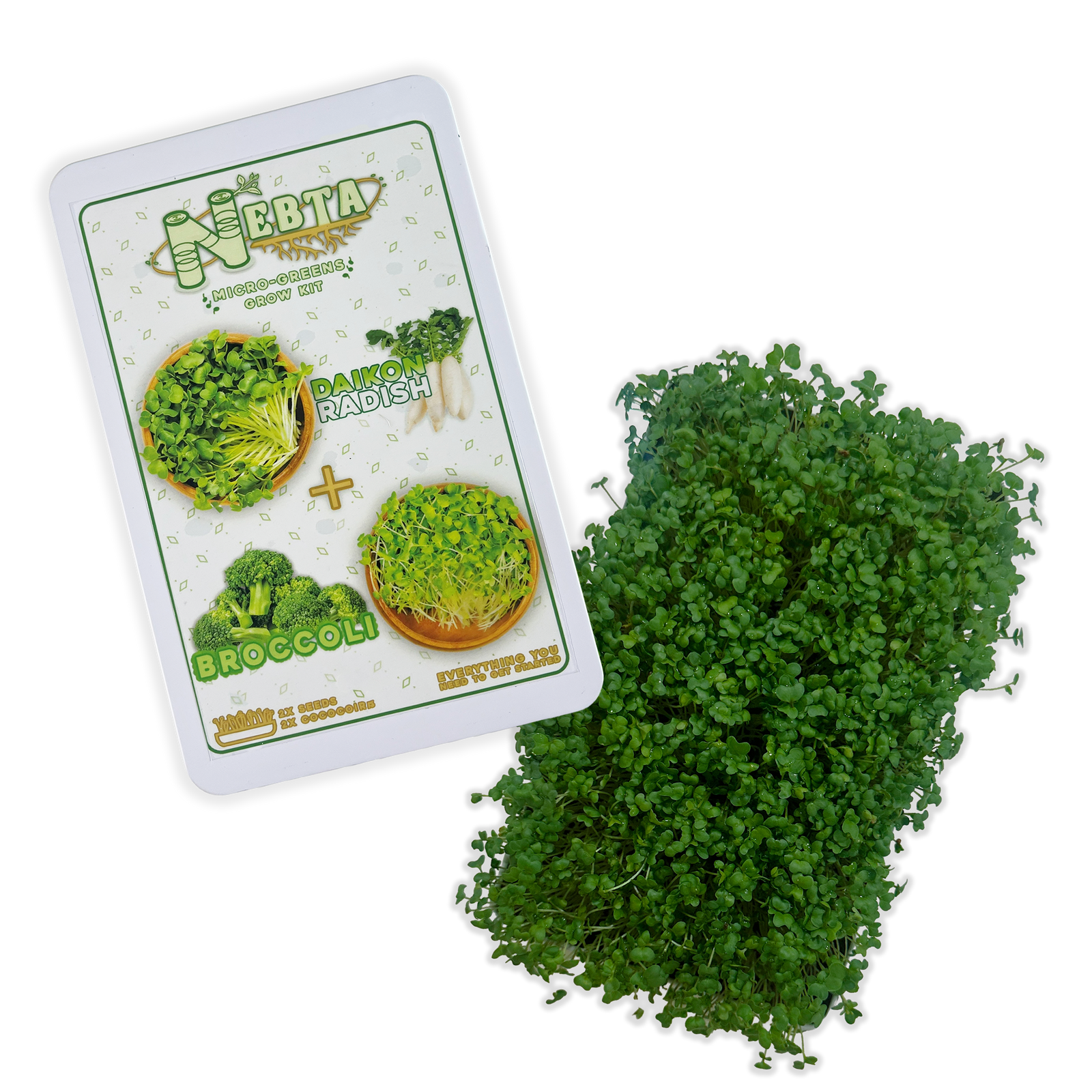 Nebta Daikon Radish and Broccoli tin beside a lush patch of microgreens